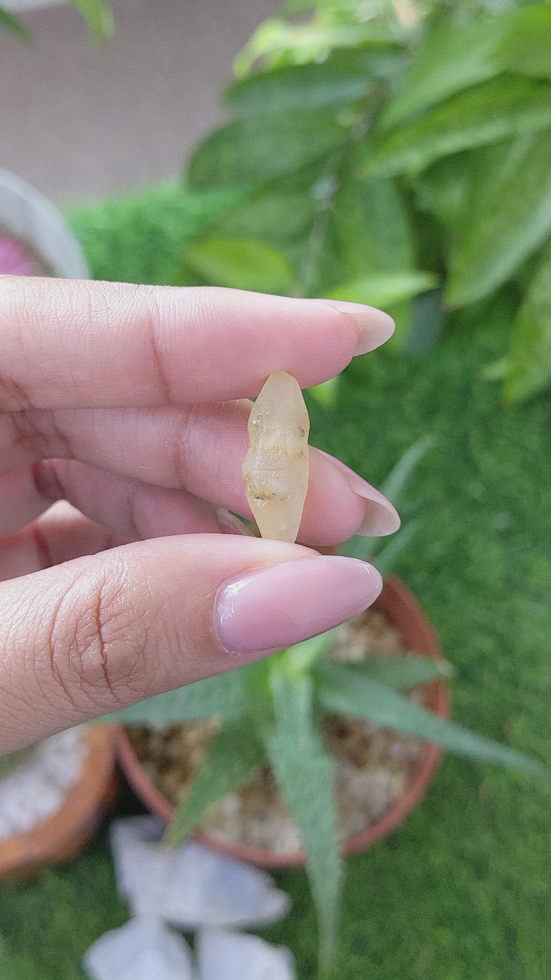 10.59 Ct. Yellow Sapphire from Ceylon (Sri Lanka) Size Video