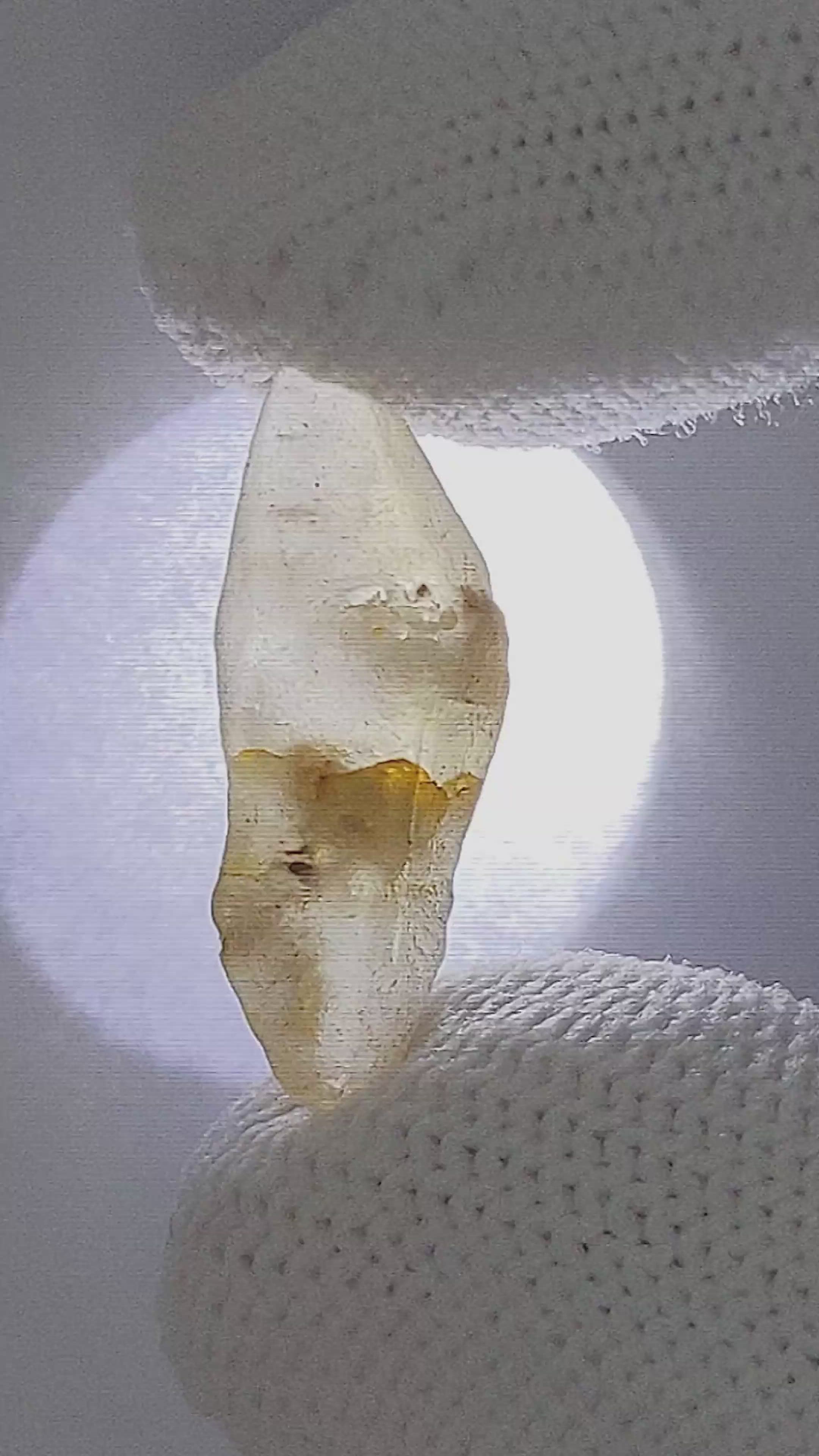 10.59 Ct. Yellow Sapphire from Ceylon (Sri Lanka) Size Video