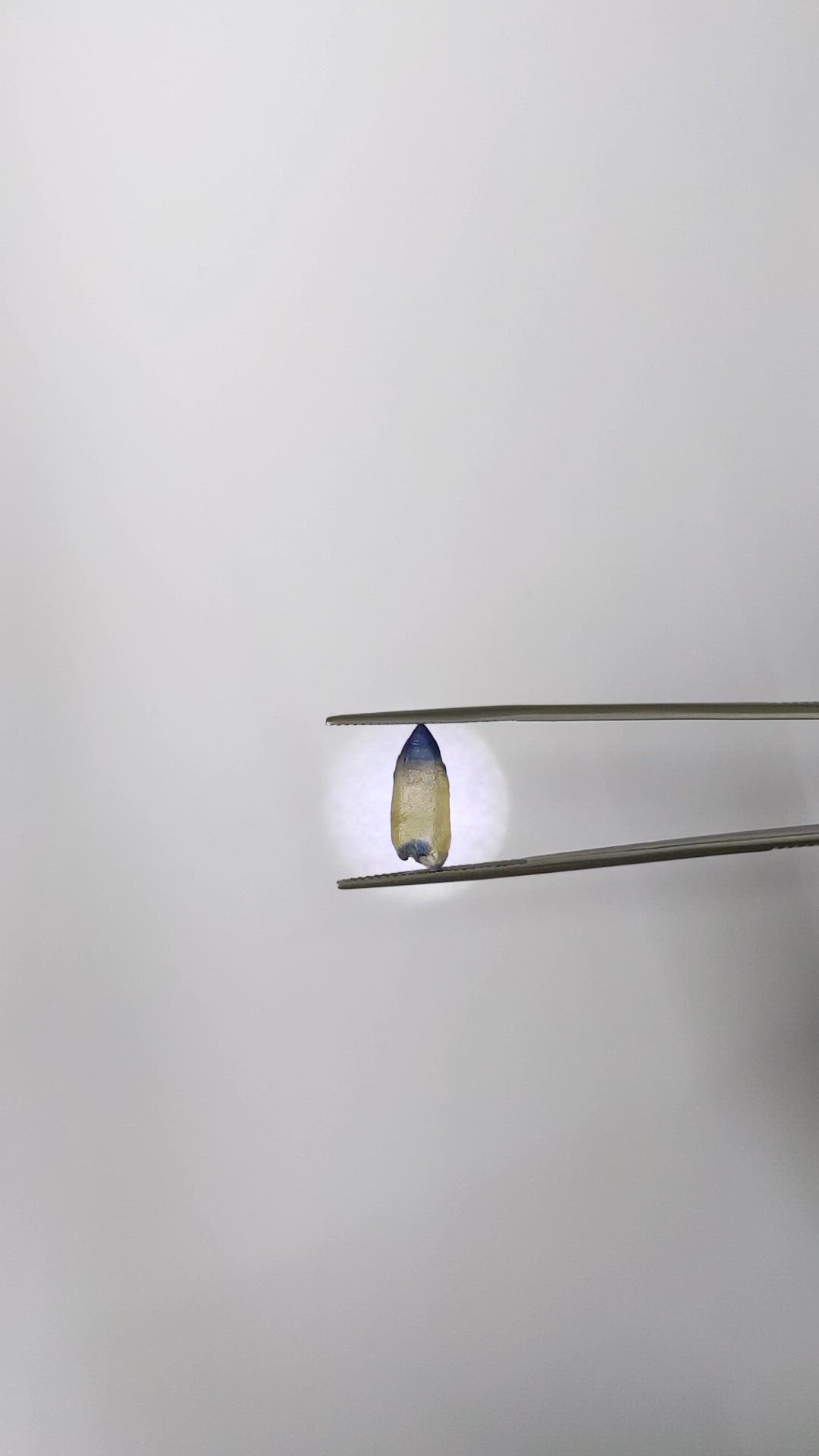 5.25 Ct. Bi Color / Parti Sapphire Crystal from Ceylon (Sri Lanka) Size Video