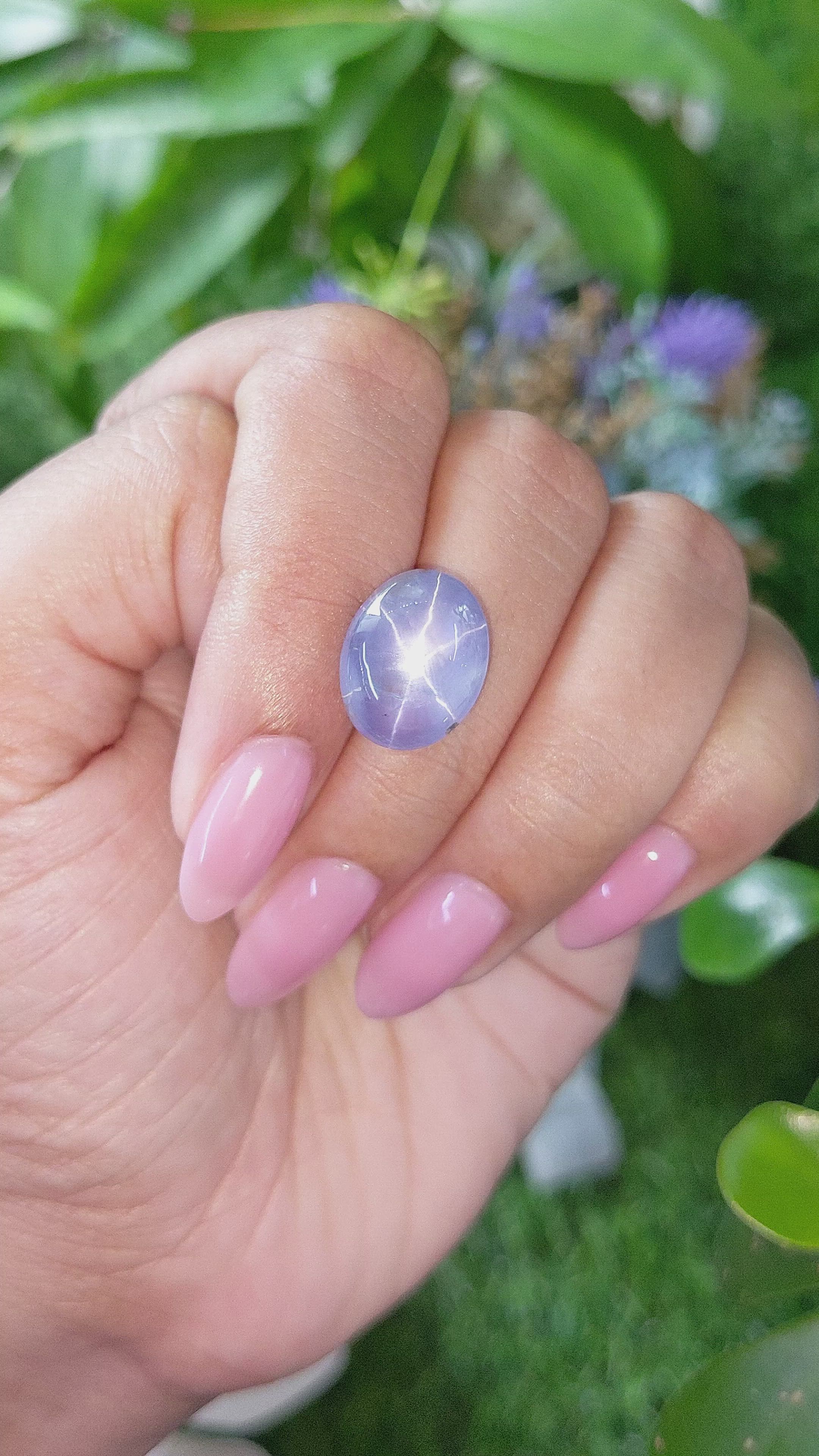 14.09 Ct. Purplish Blue Star Sapphire from Ceylon (Sri Lanka) Size Video