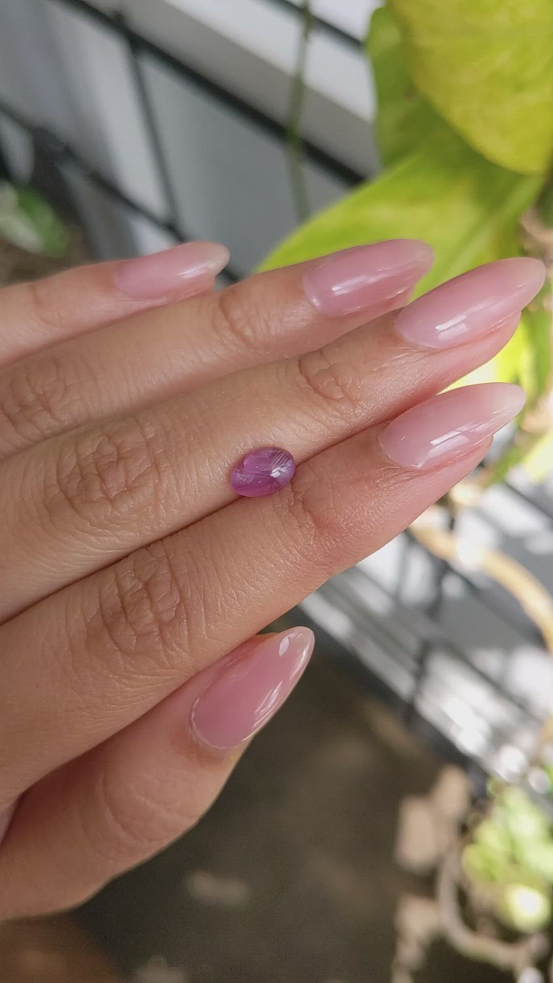 1.66 Ct. Purplish Pink Star Sapphire from Ceylon (Sri Lanka) Size Video