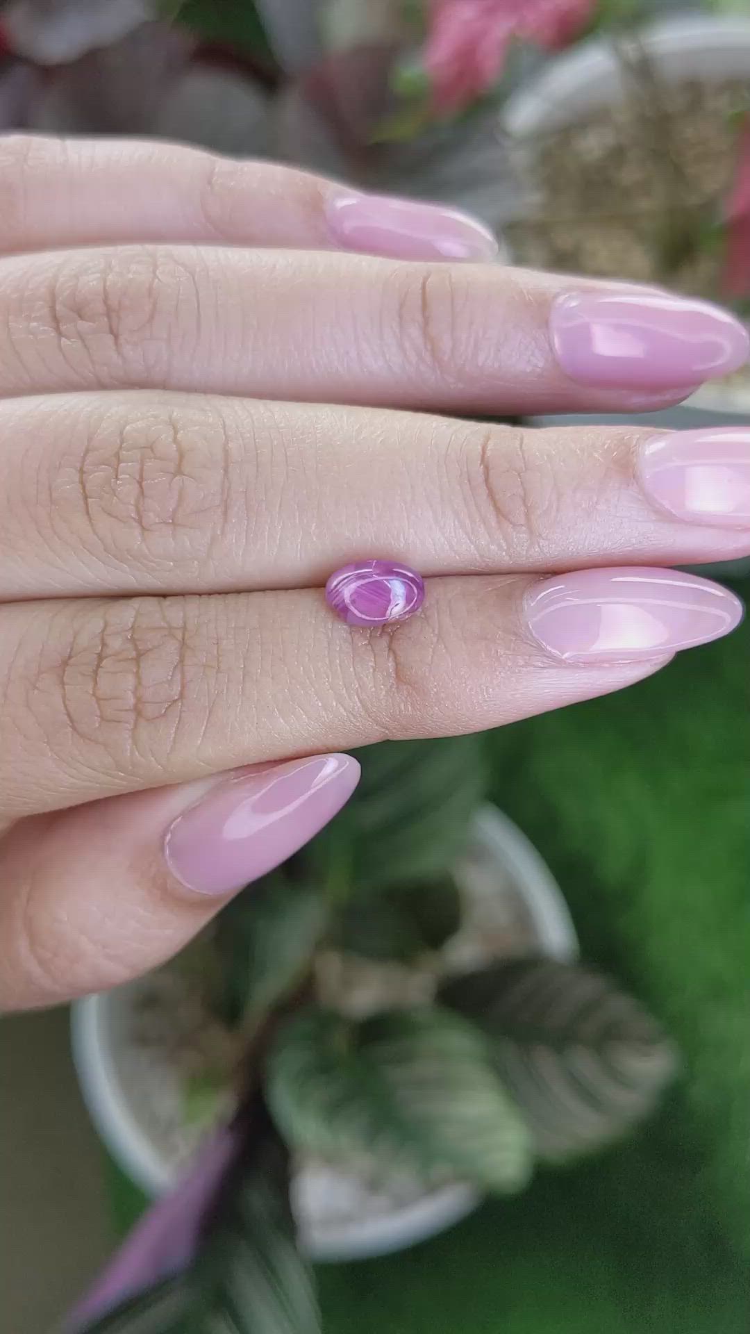 1.66 Ct. Purplish Pink Star Sapphire from Ceylon (Sri Lanka) Size Video