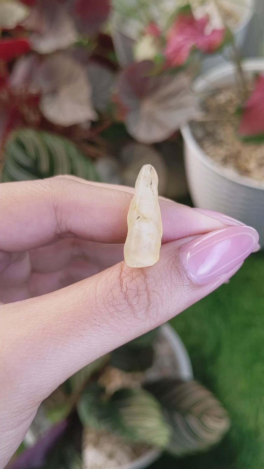 17.63 Ct. Yellow Sapphire from Ceylon (Sri Lanka) Size Video