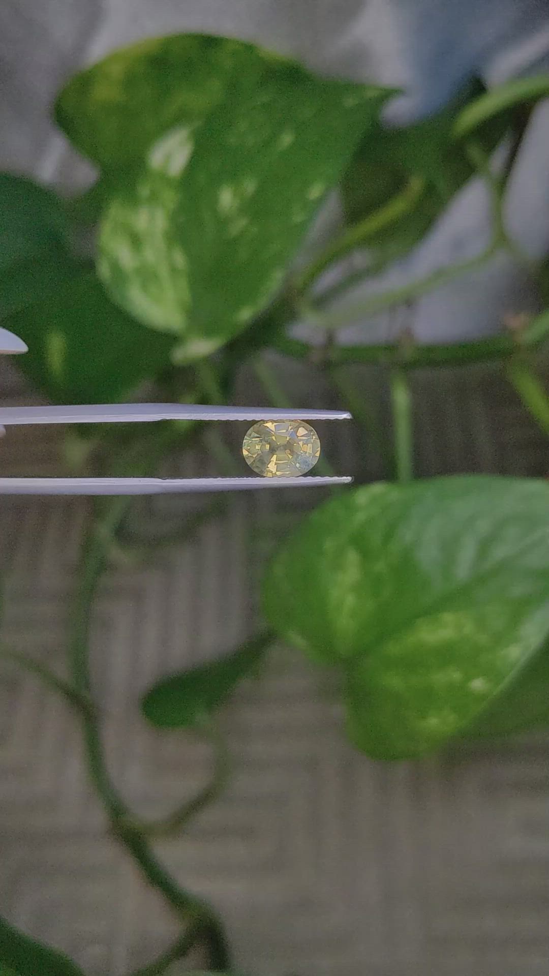 1.53 Ct. Greenish Yellow Sapphire from Montana Size Video