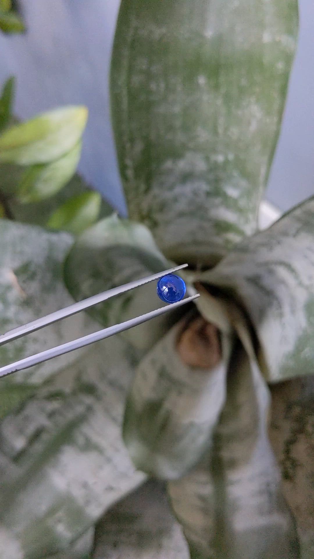 2.38 Ct. Blue Cabochon Sapphire from Ceylon (Sri Lanka) Size Video