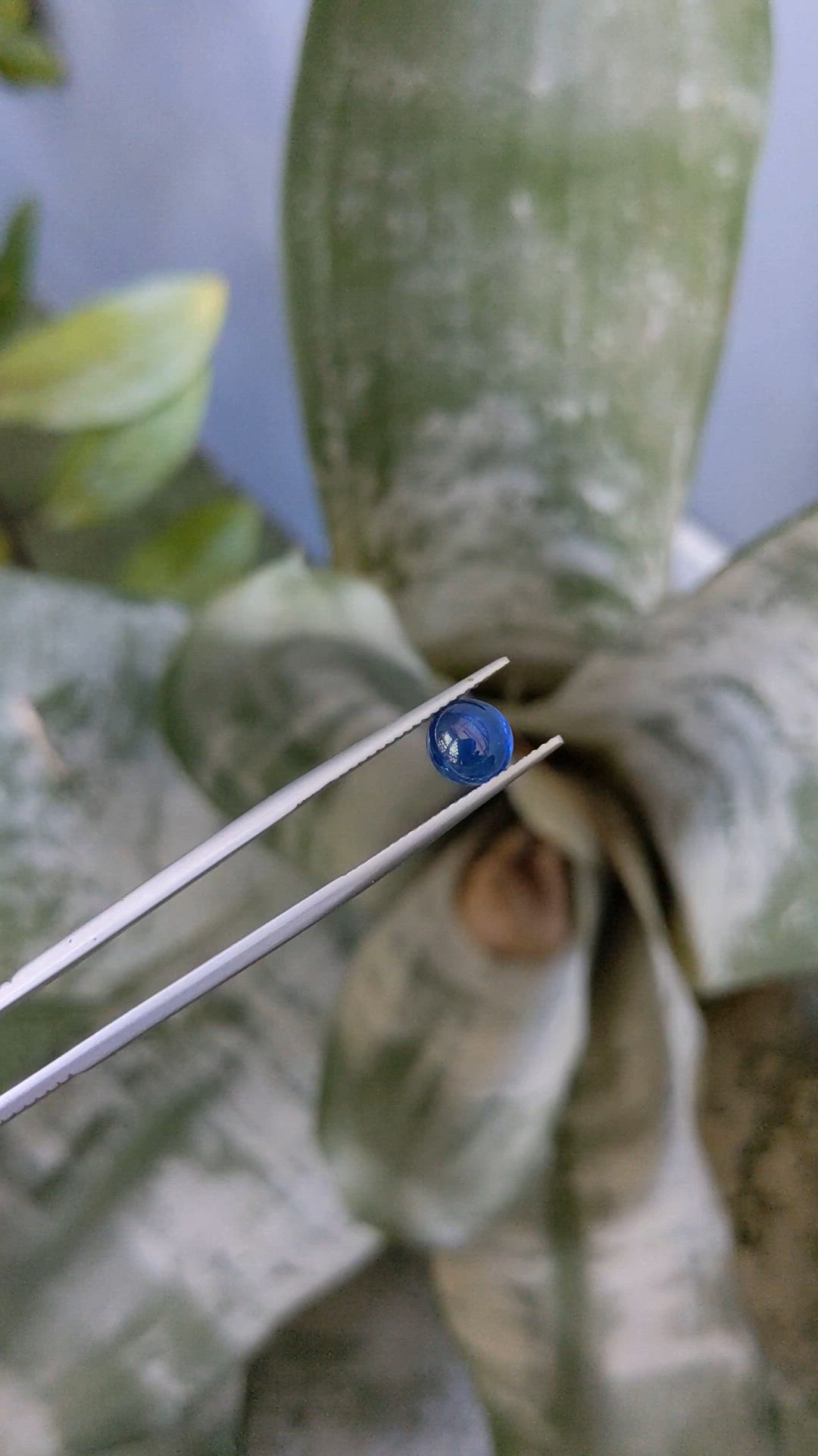2.12 Ct. Blue Cabochon Sapphire from Ceylon (Sri Lanka) Size Video