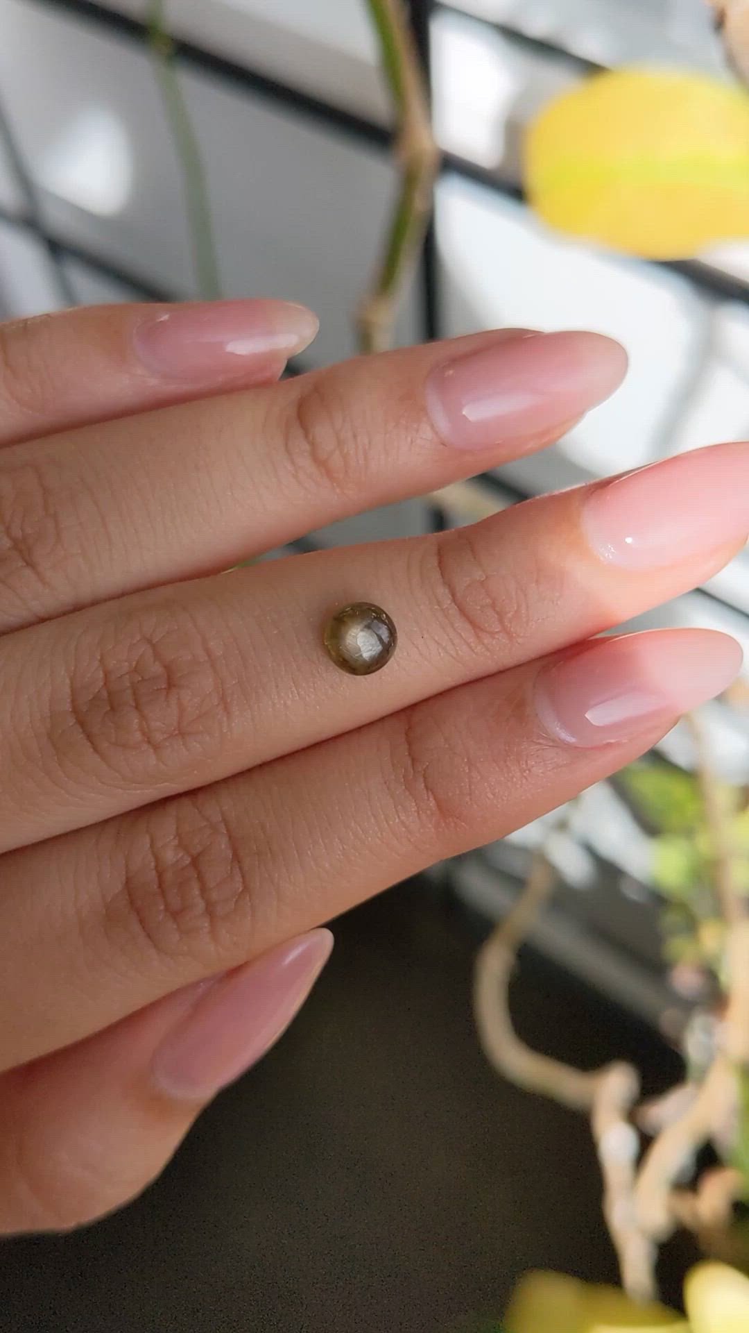 1.14 Ct. Greenish Brown Star Sapphire from Ceylon (Sri Lanka) Size Video