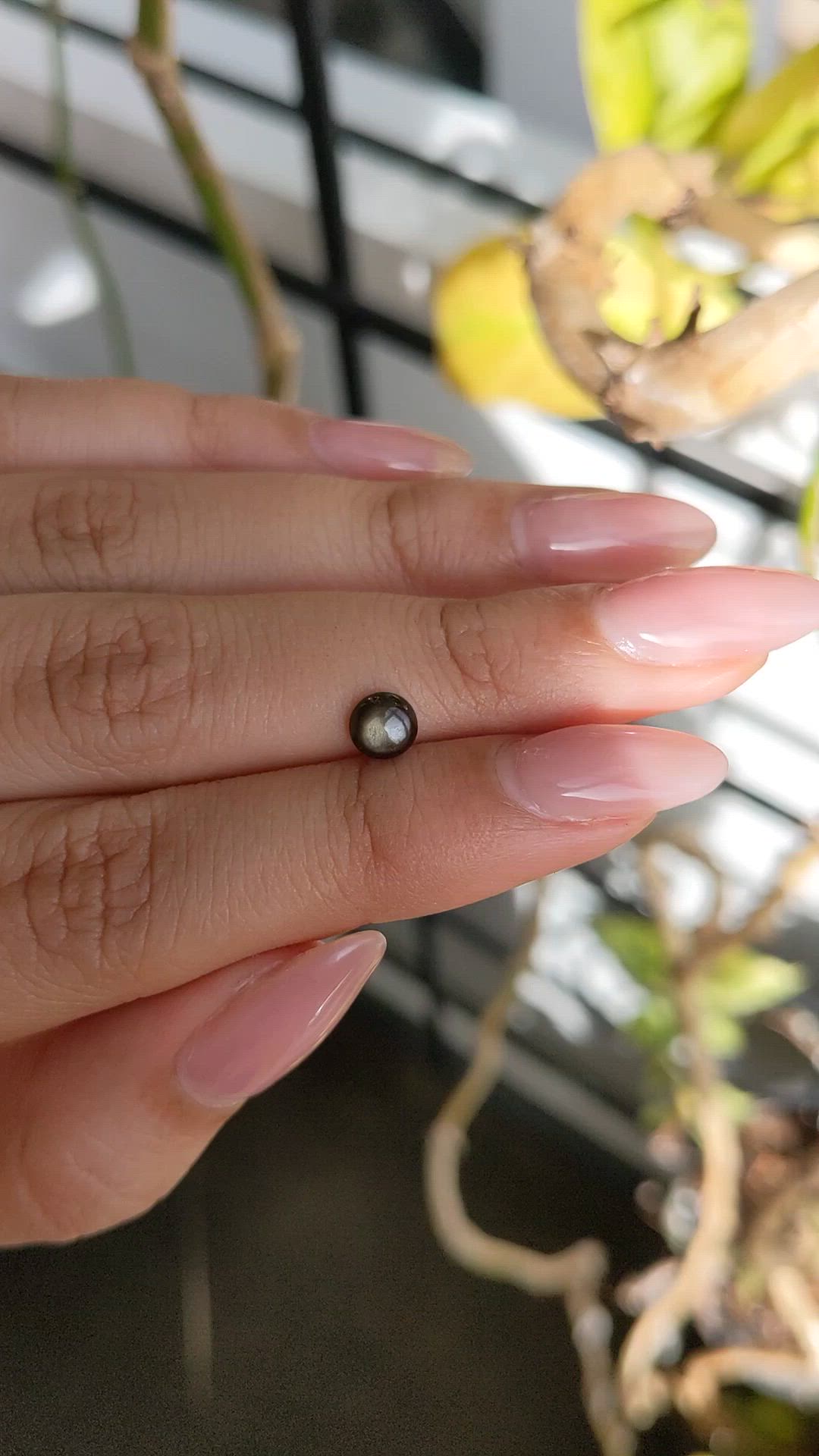 0.79 Ct. Greenish Brown Star Sapphire from Ceylon (Sri Lanka) Size Video