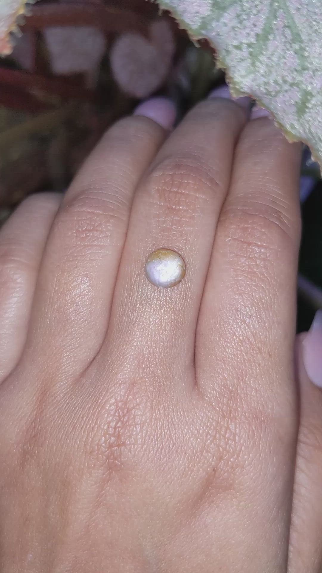 1.40 Ct. Bi Color / Parti Star Sapphire from Ceylon (Sri Lanka) Size Video