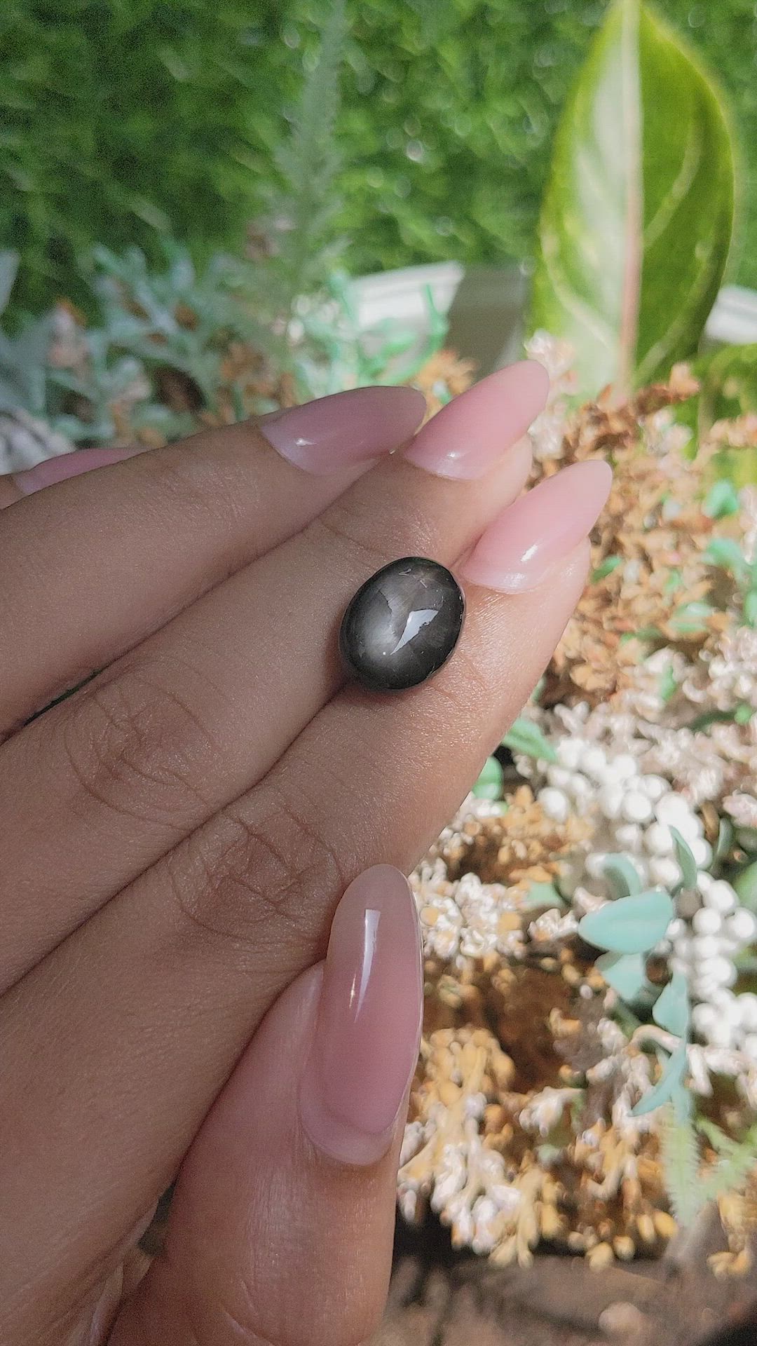 11.48 Ct. Black Star Sapphire from Ceylon (Sri Lanka) Size Video