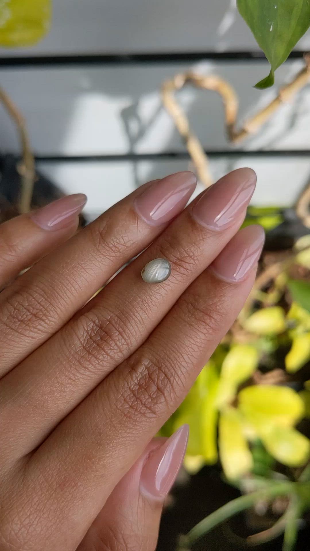 1.48 Ct. Grey Star Sapphire from Ceylon (Sri Lanka) Size Video