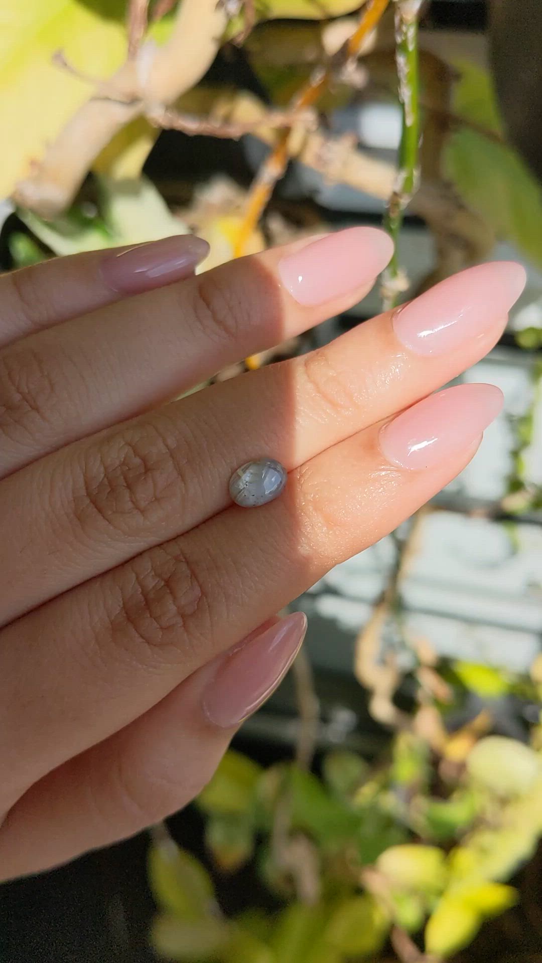 1.37 Ct. Grey Star Sapphire from Ceylon (Sri Lanka) Size Video