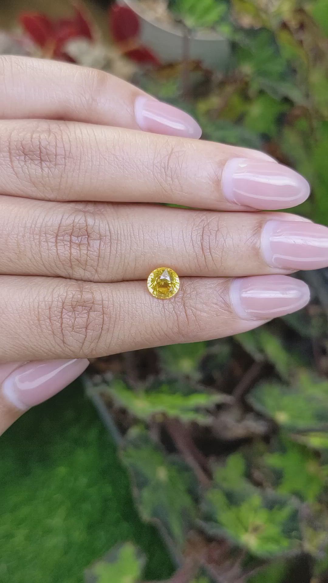 1.59 Ct. Yellow Sapphire from Ceylon (Sri Lanka) Size Video