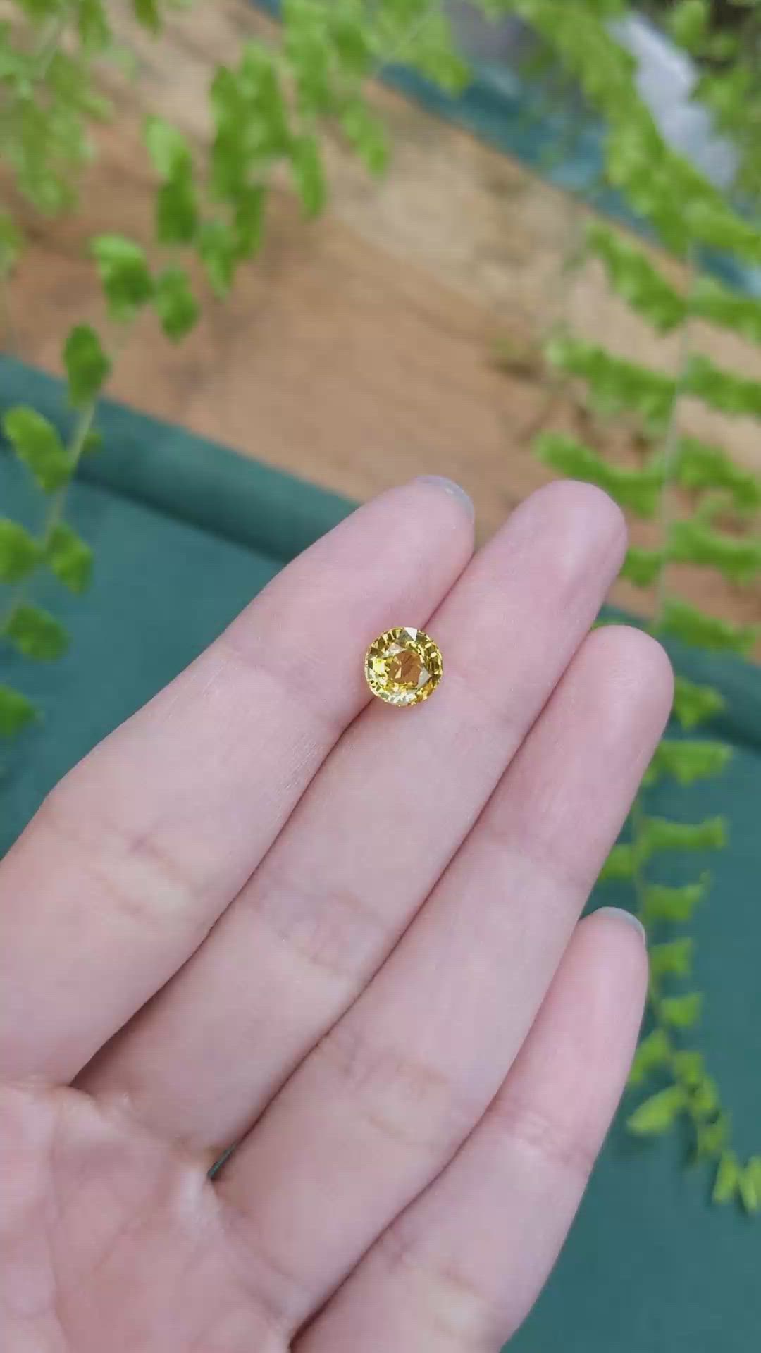 1.61 Ct. Yellow Sapphire from Ceylon (Sri Lanka) Size Video
