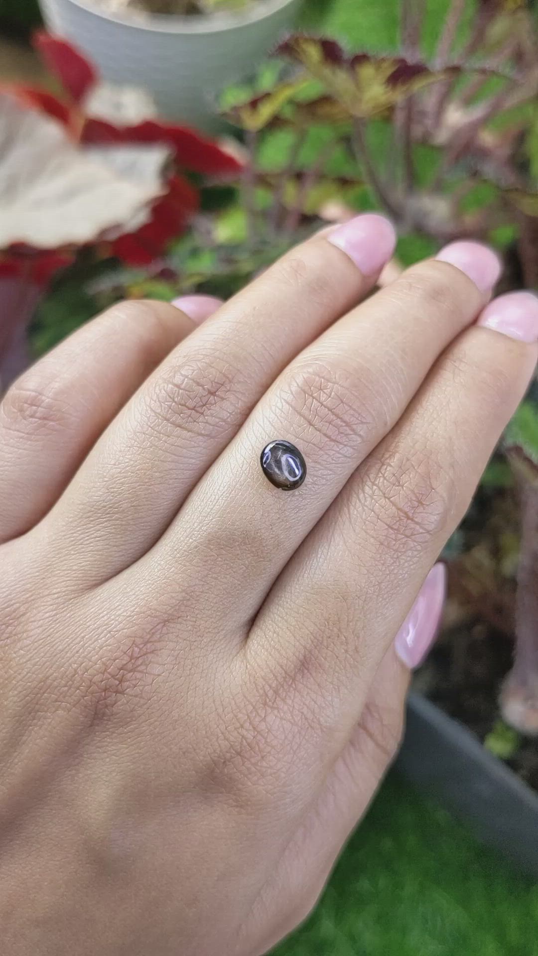 1.57 Ct. Black Cabochon Star Sapphire from Ceylon (Sri Lanka) Size Video