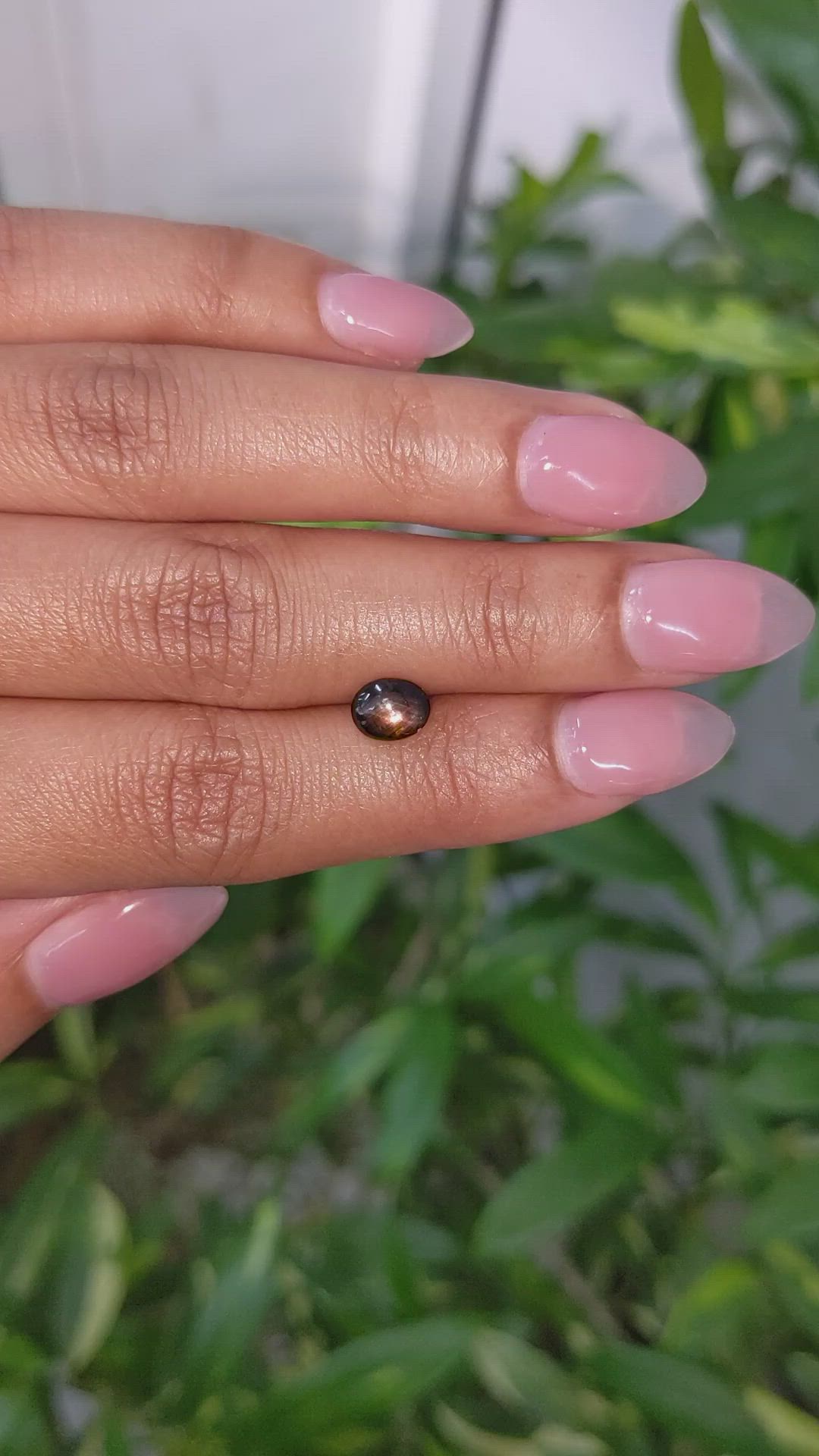 1.57 Ct. Black Cabochon Star Sapphire from Ceylon (Sri Lanka) Size Video