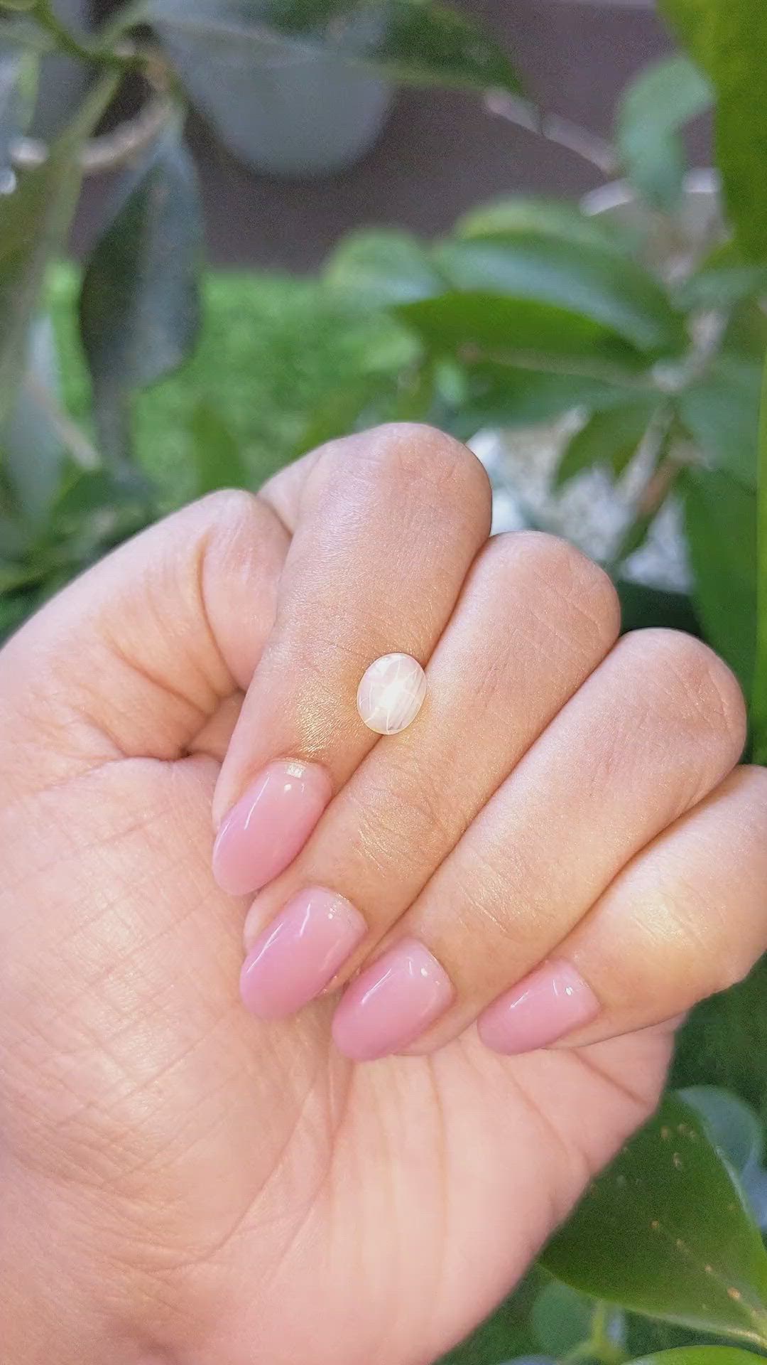 1.63 Ct. Peach Cabochon Star Sapphire from Ceylon (Sri Lanka) Size Video