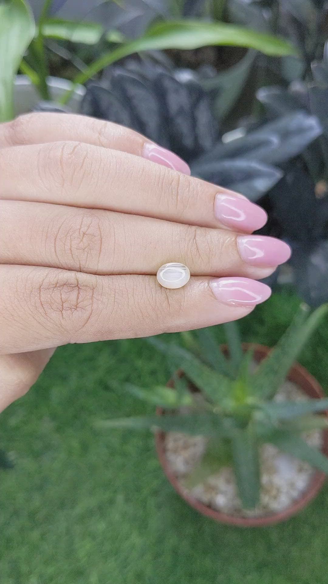 1.63 Ct. Peach Cabochon Star Sapphire from Ceylon (Sri Lanka) Size Video