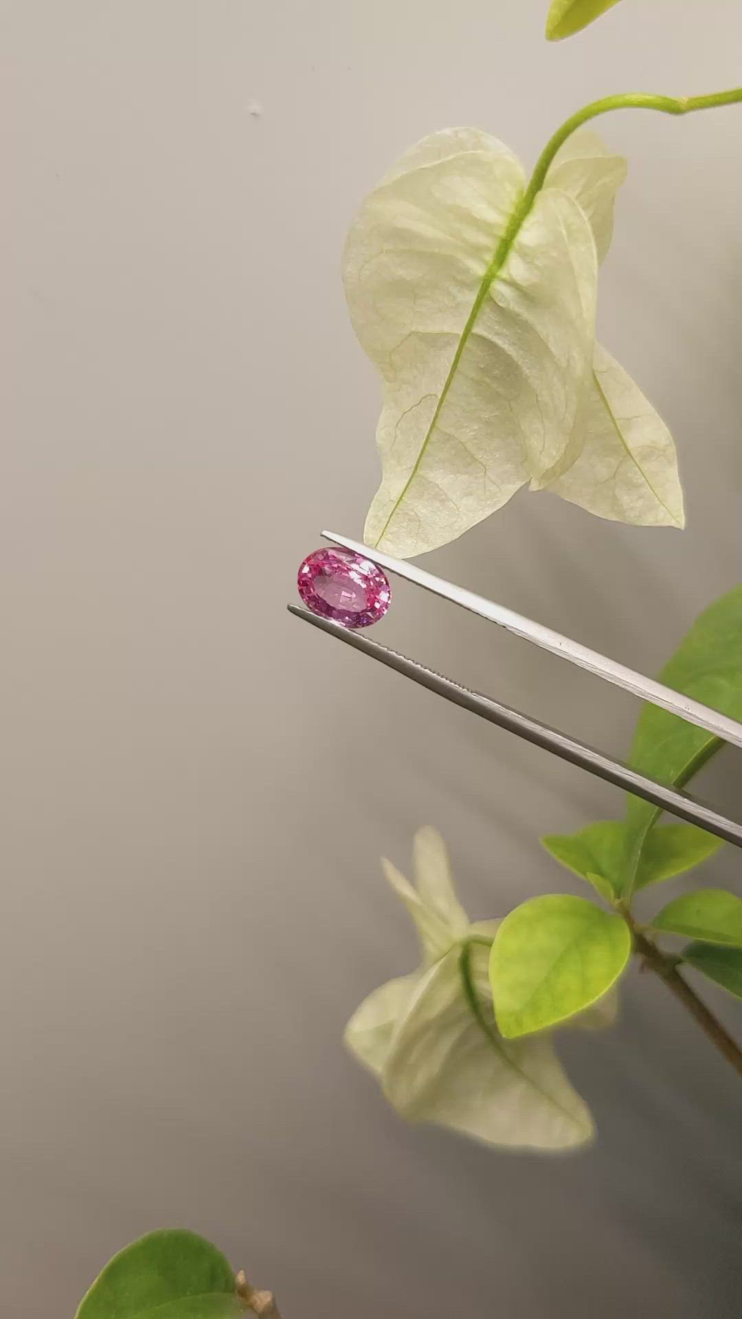 2.06 Ct. Pink Sapphire from Ceylon (Sri Lanka) Size Video