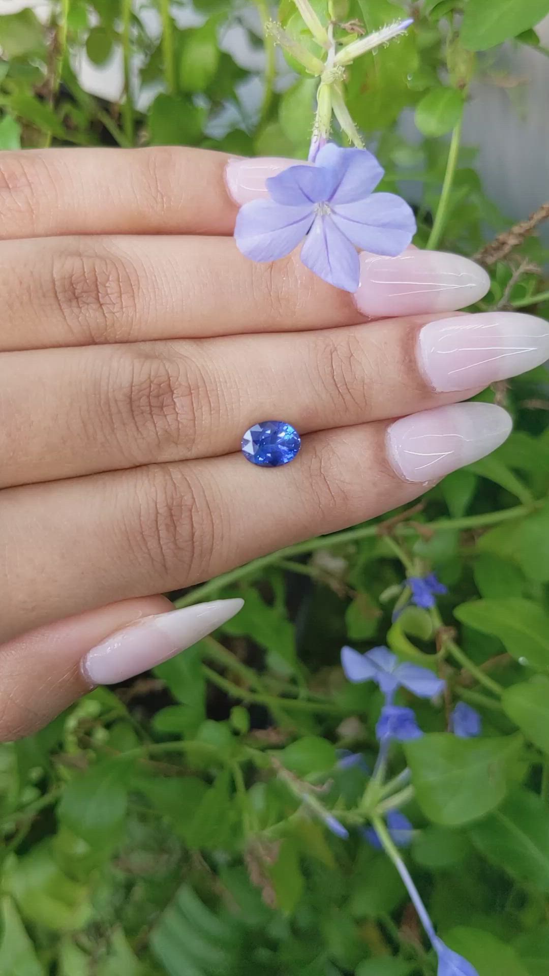 1.83 Ct. Blue Sapphire from Ceylon (Sri Lanka) Size Video