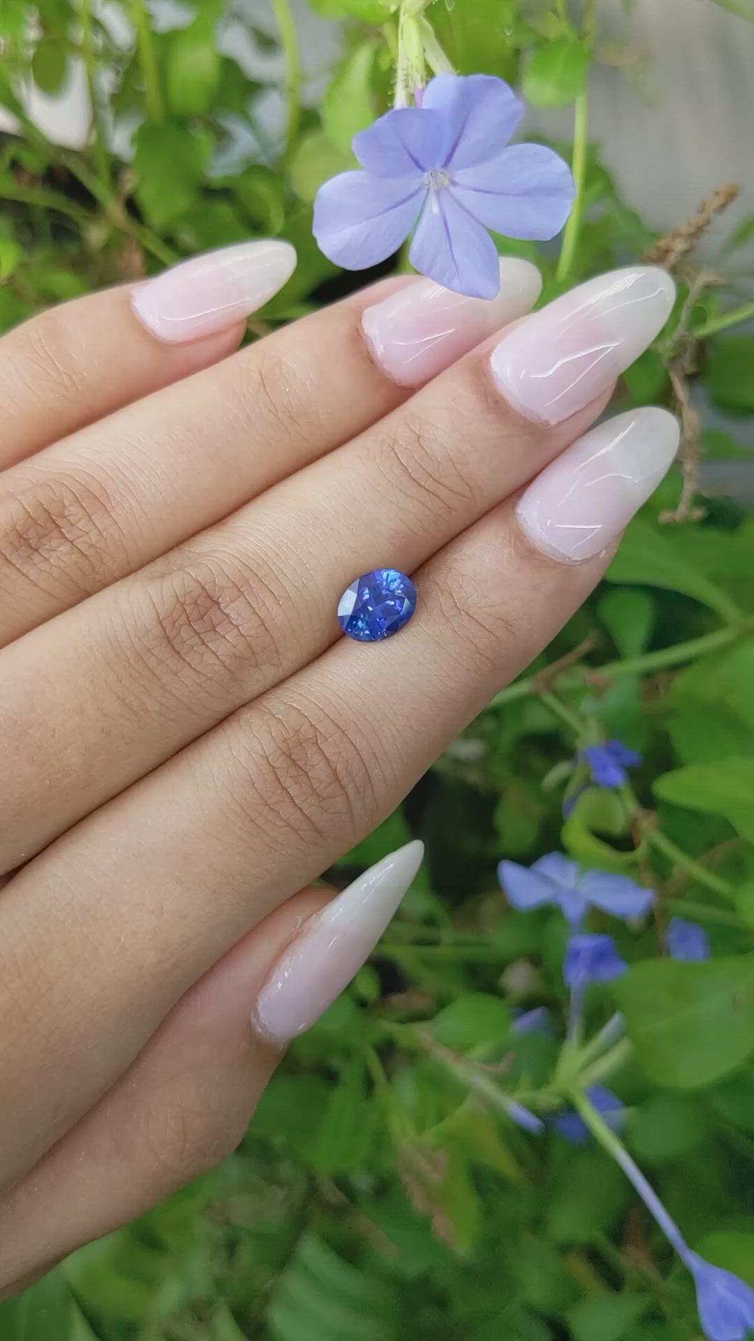 1.83 Ct. Blue Sapphire from Ceylon (Sri Lanka) Size Video
